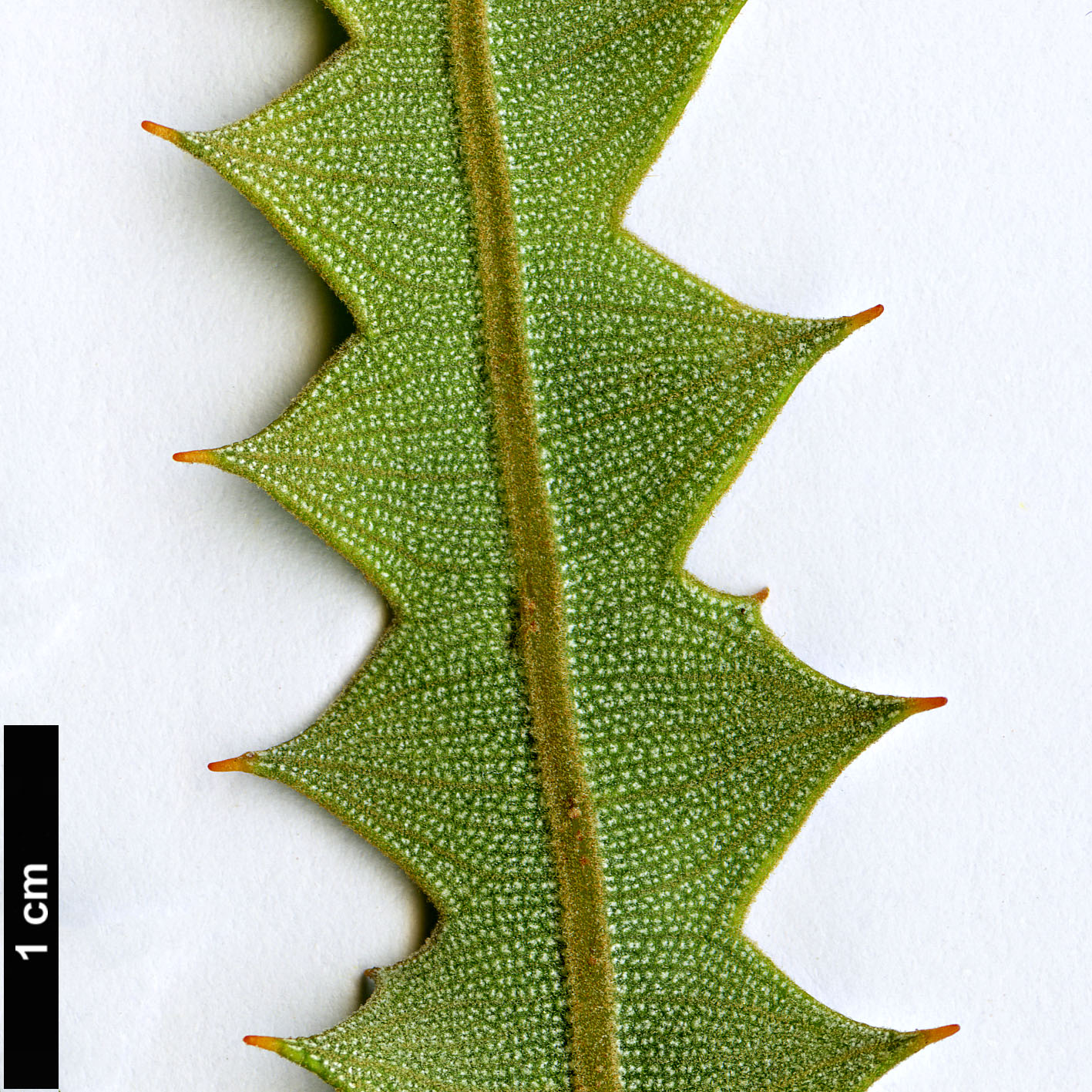 High resolution image: Family: Proteaceae - Genus: Banksia - Taxon: ashbyi - SpeciesSub: var. ashbyi